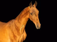 Horse (M), Akhal-Teke — photo 1