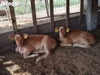 Krowa, Simmental cattle — zdjęcie 3