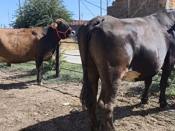 Krava, Russian Black pied cattle