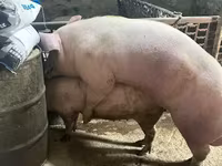 수퇘지, 돼지 — 사진 3