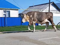 Tyre, Simmental cattle — foto 2