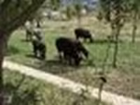 பெண் ஆடு, Edilbay sheep — புகைப்படம் 3