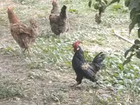 Japanski bantam — fotografija 5
