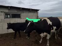 گاو ماده, Russian Black pied cattle — عکس 1