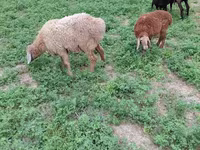 Biri-biri betina, Sheep — foto 1