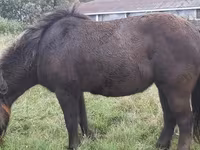 Ngựa (lô, chưa xác định giới tính), Shetland Pony — ảnh 8