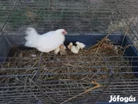 Chickens — عکس 2