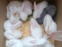 Dovşan yemləri 1-kilosu 2azn Balaca paçka 1-azn Dovşan balaları 5azn — foto 1