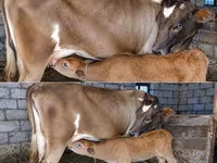 Vaca, Raça vermelho-malhada — foto 3