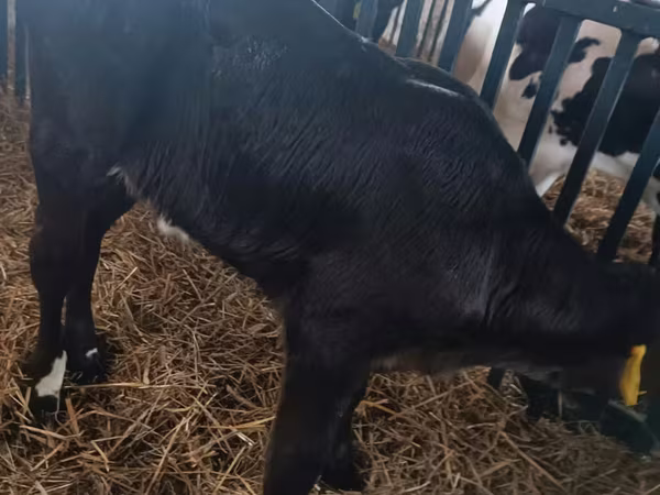 Sapi, Limousin cow