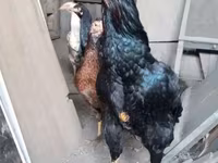 Chickens — foto 3