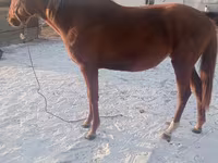 اسب نر, Thoroughbred horse — عکس 4