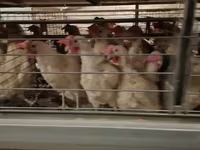 Chickens — fotografija 3