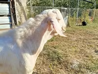بز (گروه، جنسیت مشخص نشده), Beetal goats — عکس 1