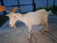 بز ماده, بز — عکس 1