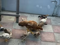 Chickens — foto 6
