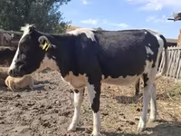 Крава, Russian Black pied cattle — снимка 3