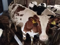 گائے, Russian Black pied cattle — تصویر 3