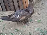 Domestic Muscovy — foto 5