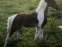 Ձի, Tennessee Walking Horse — լուսանկար 4