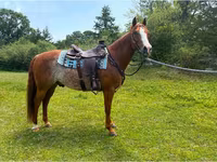 Cavallo, Quarter Horse — foto 6