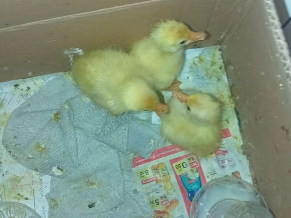 Ducks — Azerbaijan