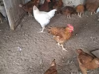 Chickens — 5. fotó