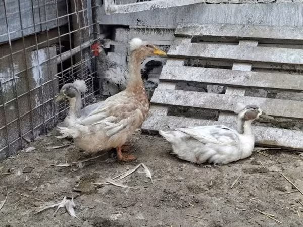 Crested — Hungary