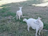 Kambing jantan, Saanen goat — foto 2
