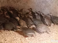 Guinea fowl — sawirka 1