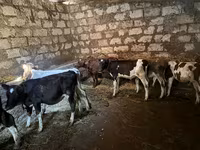 Vacă, Bovine — foto 1