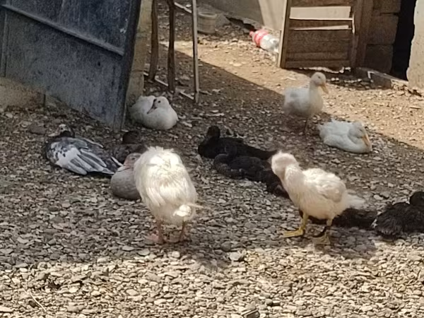 Chickens