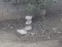 Chickens — รูปภาพ 2