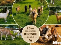ወንድ ፍየል, Goats — ፎቶ 1