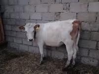 Skot (série, pohlaví neuvedeno), Swiss cattle — foto 1