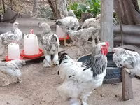 براهما — عکس 1