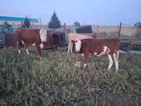 Koe, Kazachse wittekop koe — foto 6