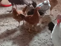 Chickens — zdjęcie 2