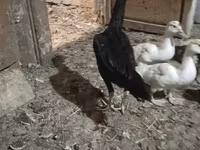 Chickens — புகைப்படம் 3