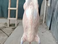 قوچ, Hissar sheep — عکس 3