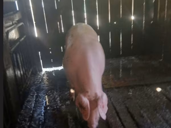 Boar, Pigs — Moldova