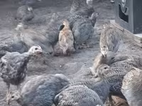 Guinea fowl — foto 5