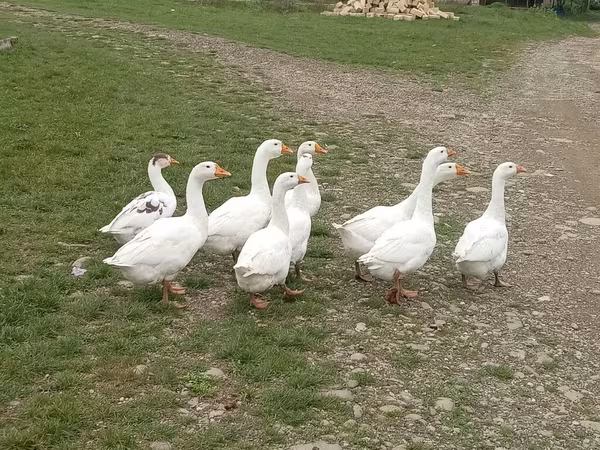 Geese