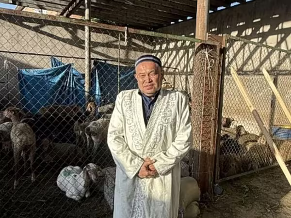 Ram, Sheep — Kazakhstan