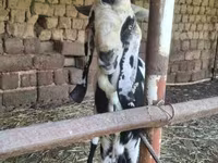 بز ماده, Beetal goats — عکس 3