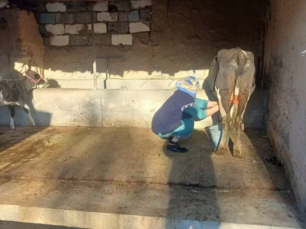 Vaca, Latvian Blue cattle