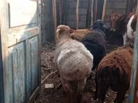Qoç, Arashan sheep — foto 3
