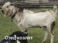Keçi, Nubian Goat — foto 4