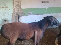 قوچ, Hissar sheep — عکس 2