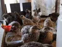 Quails — الصورة 8